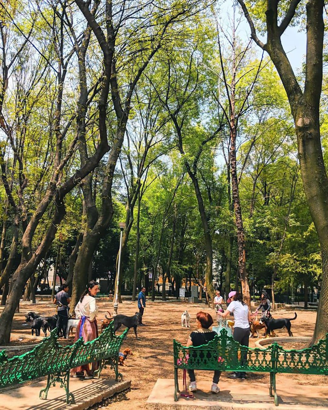 Morning Run in Parque México