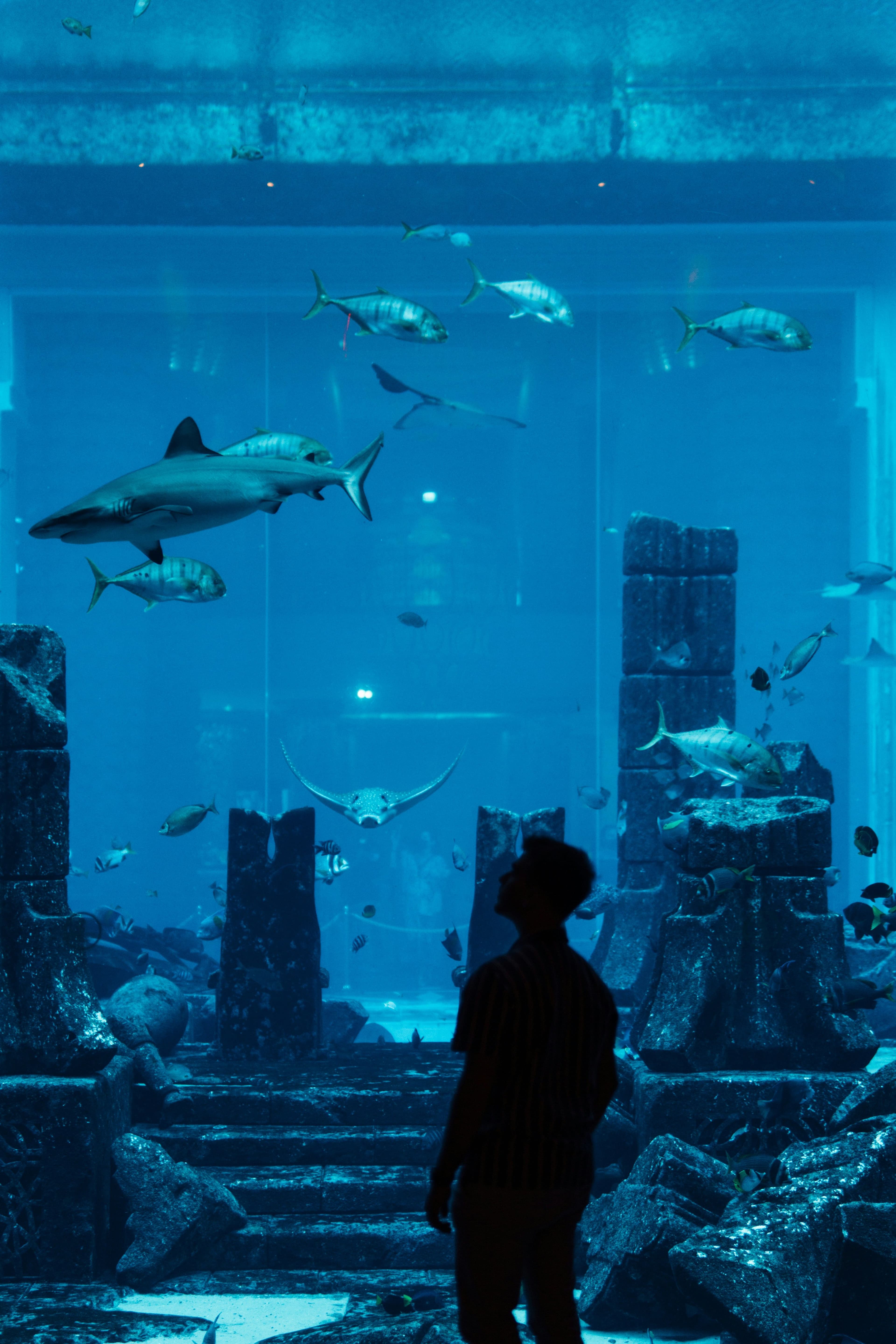 Explore the Underwater Zoo
