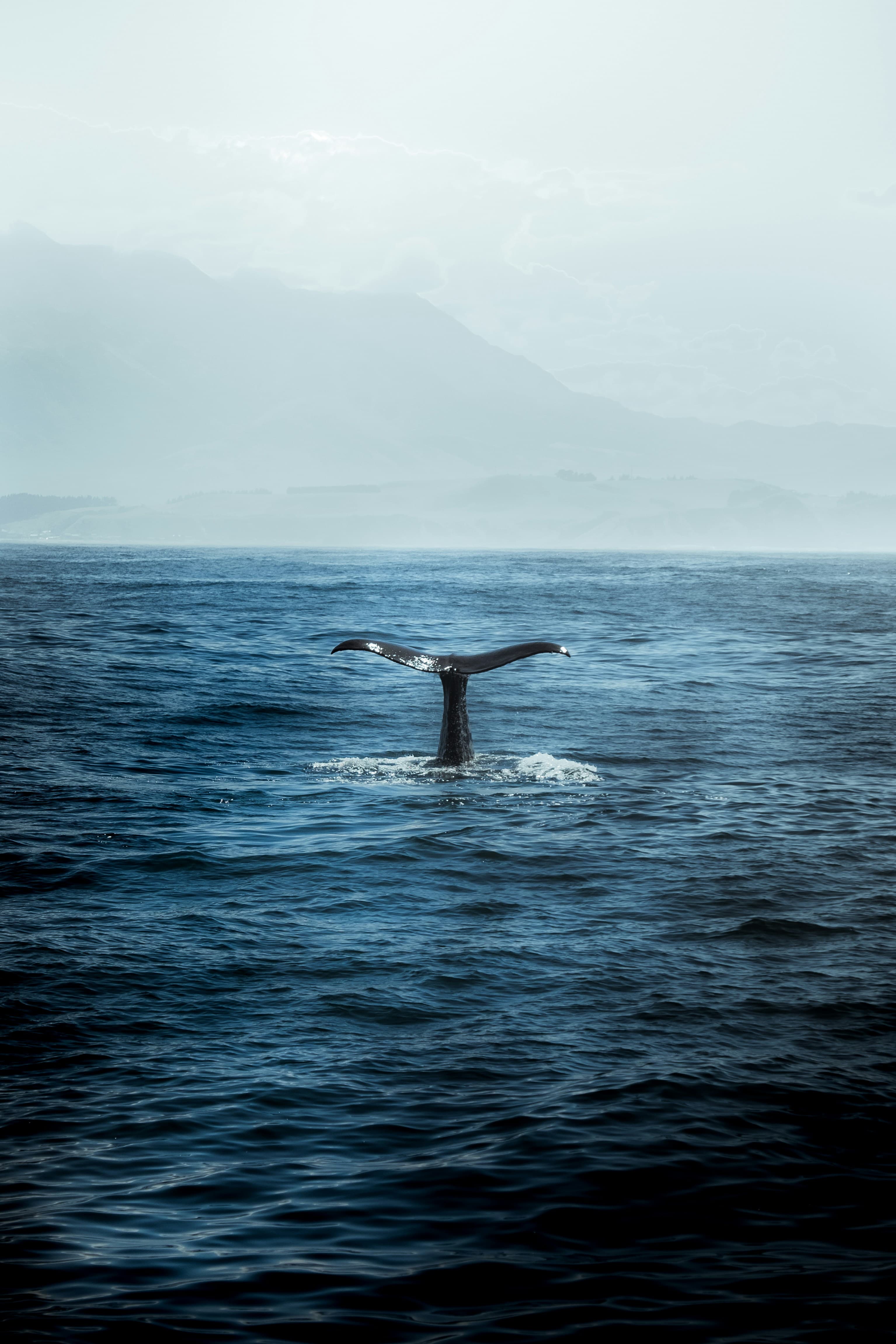 Whale Watching