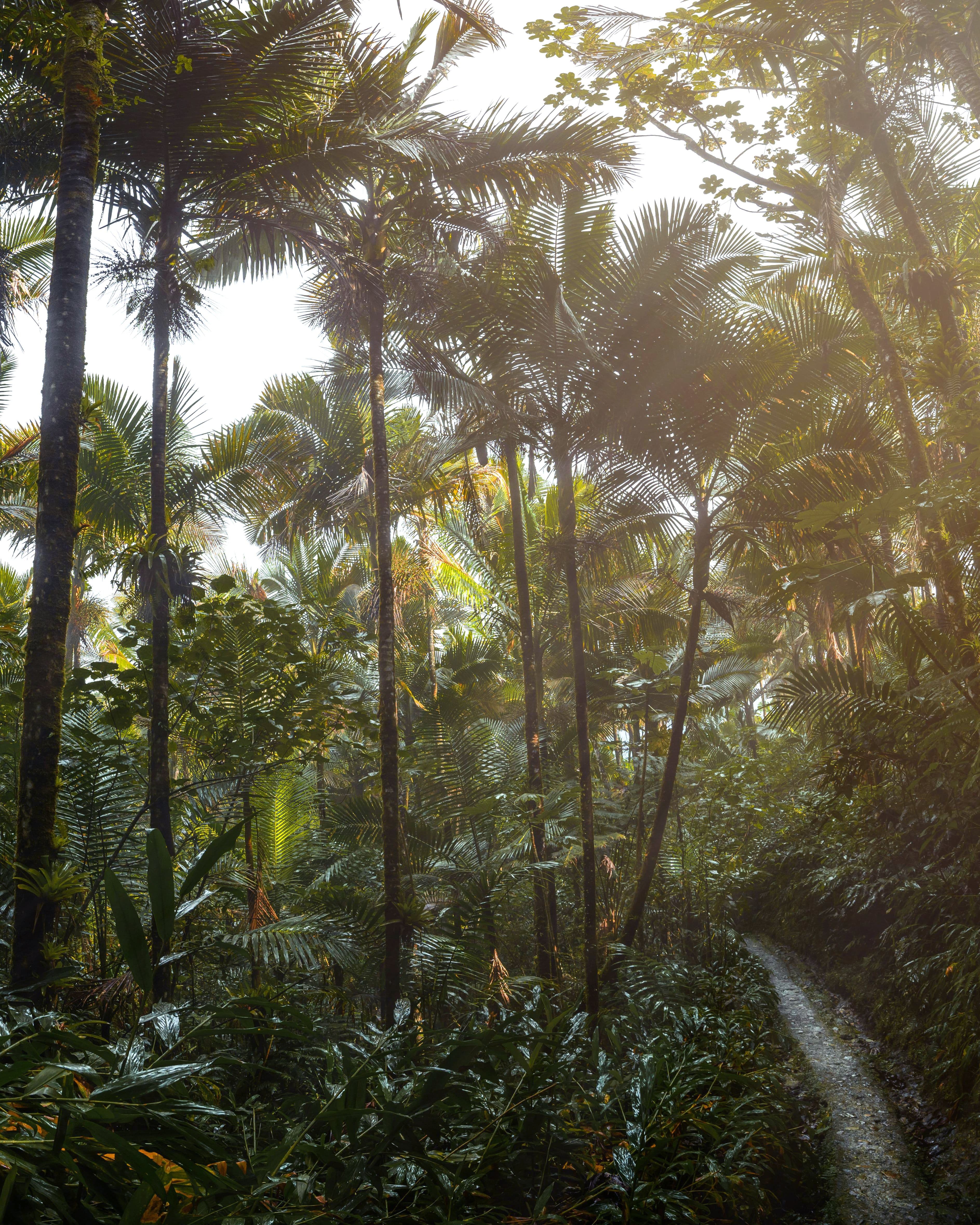 El Yunque