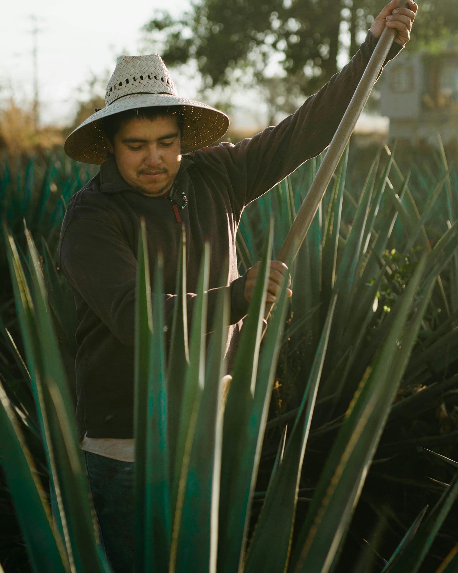 Mezcal Fields Ride