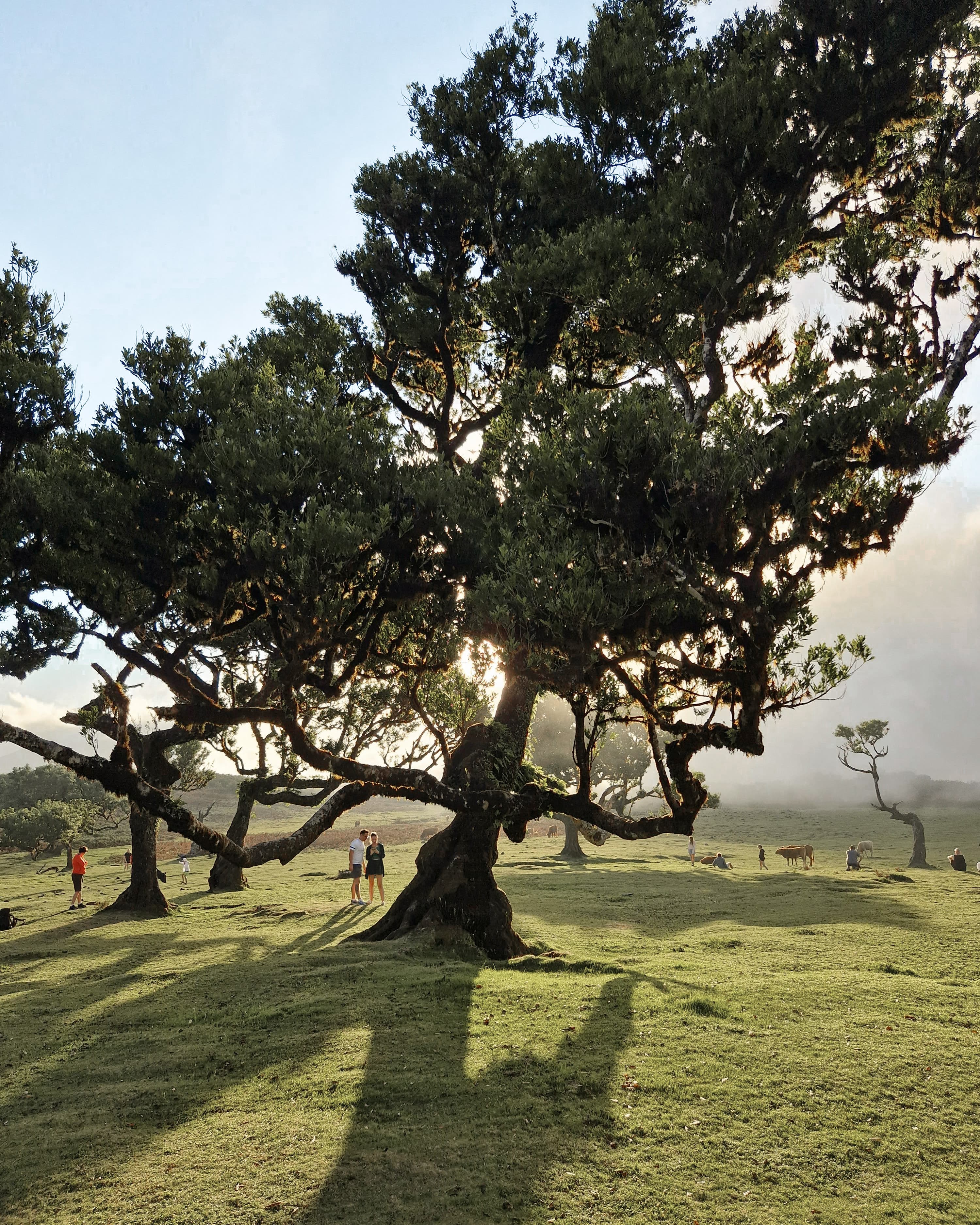 Floresta do Fanal